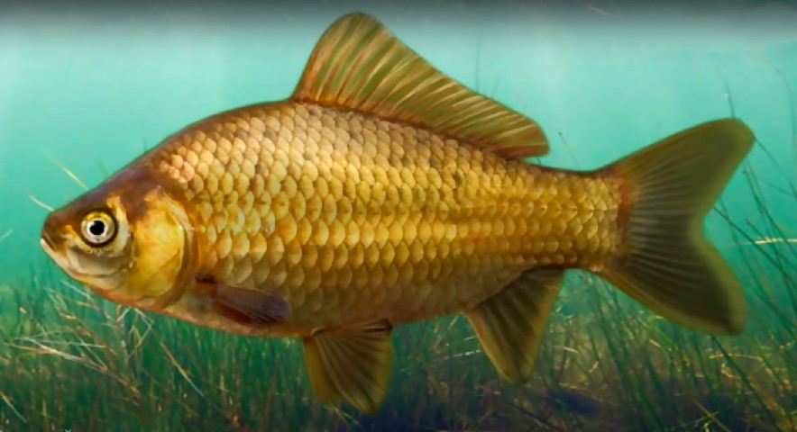 Crucian carp