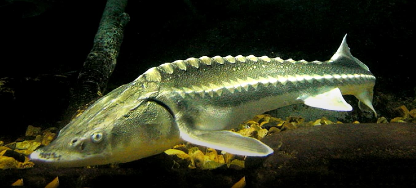 Russian sturgeon