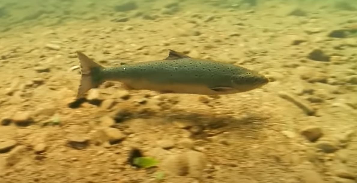 Salmonidae