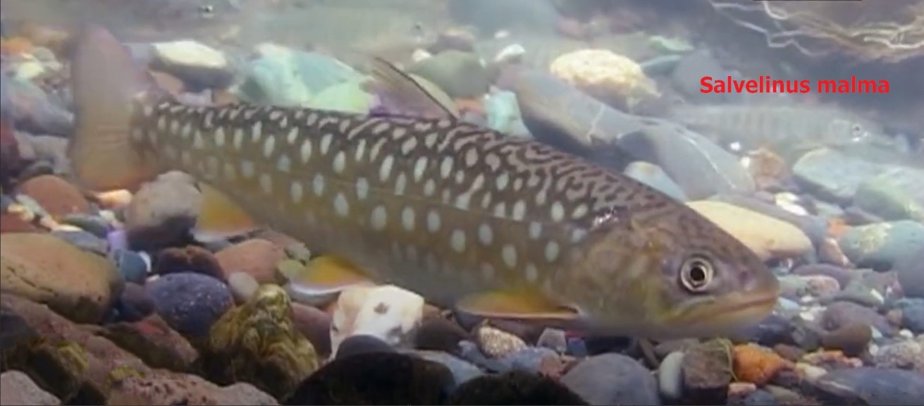Salvelinus