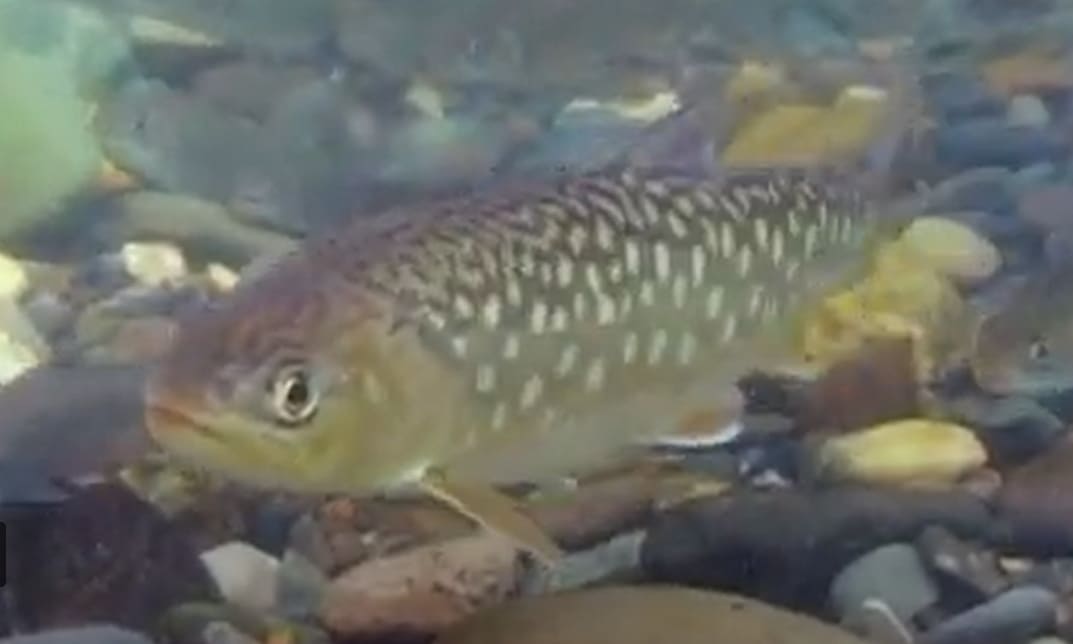 Salvelinus leucomaenis