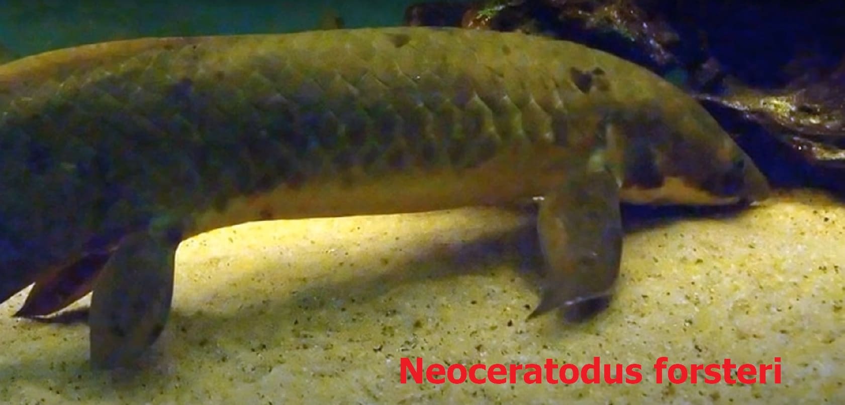Sarcopterygii