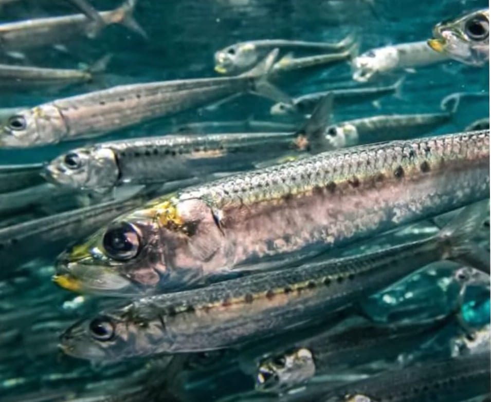 Sardine