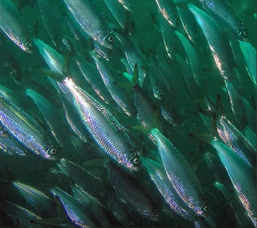 Sardinella