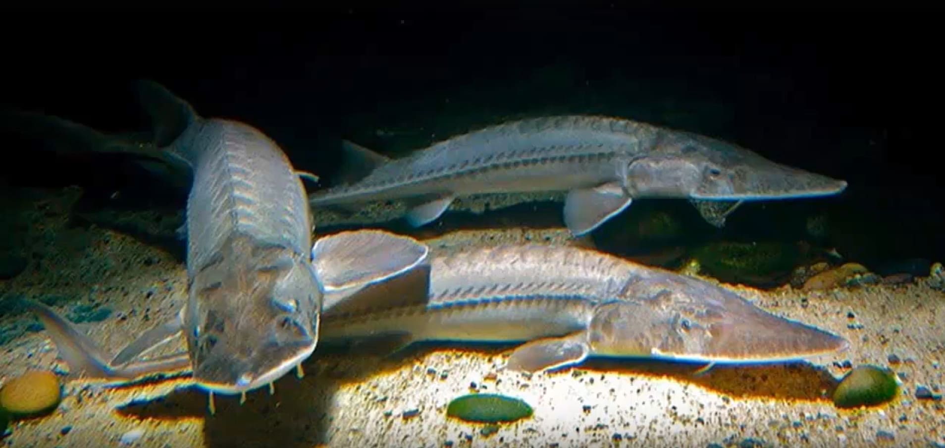 Scaphirhynchus