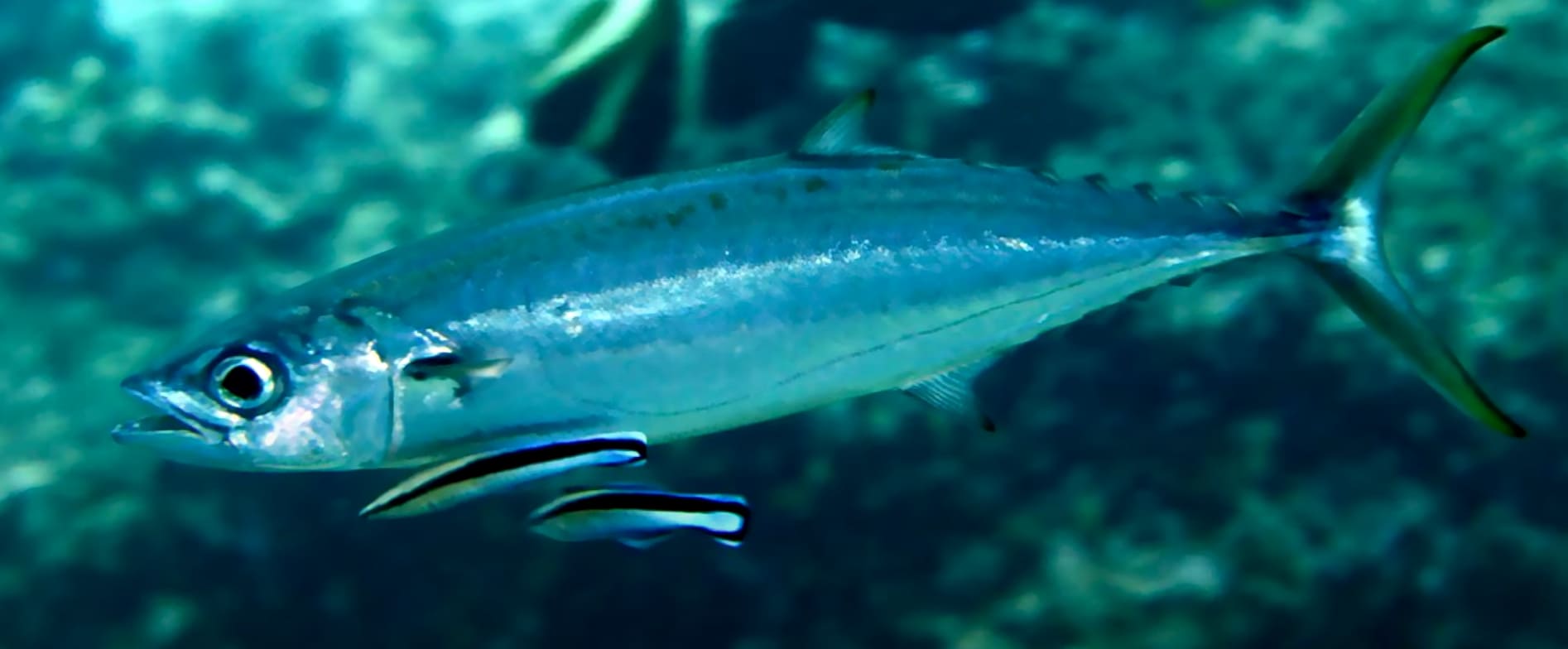 Scombridae