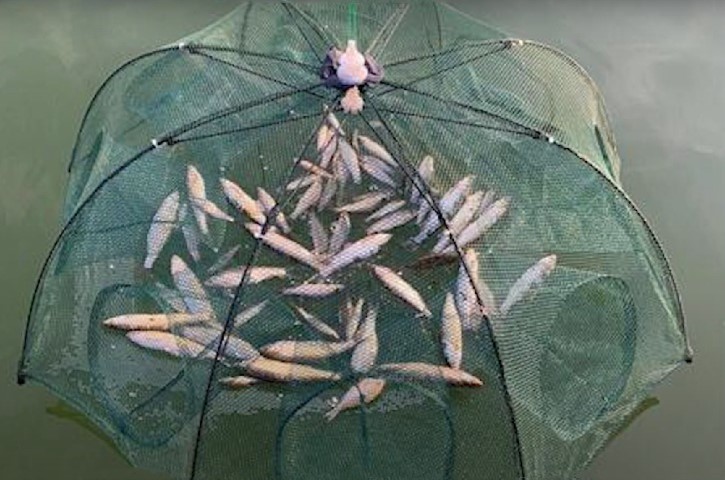Selectivity of fishing gear