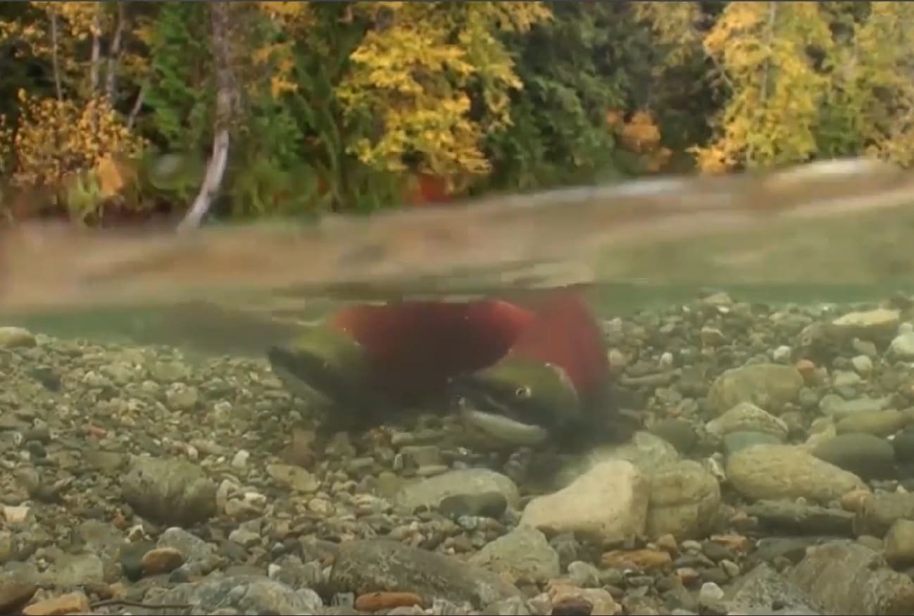 Semi-passable fish