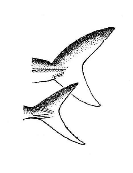 Lateral keel