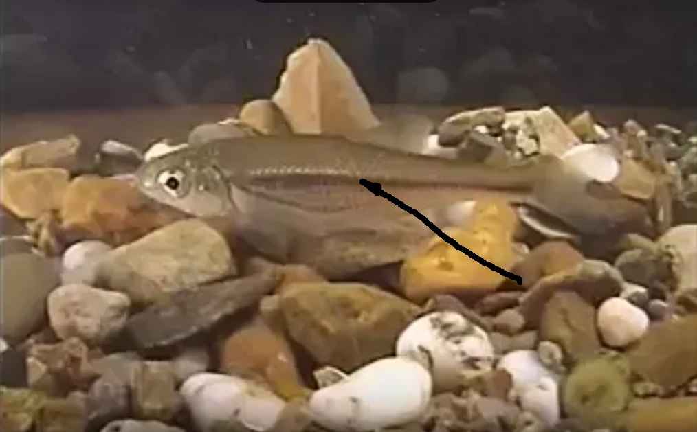 Lateral line