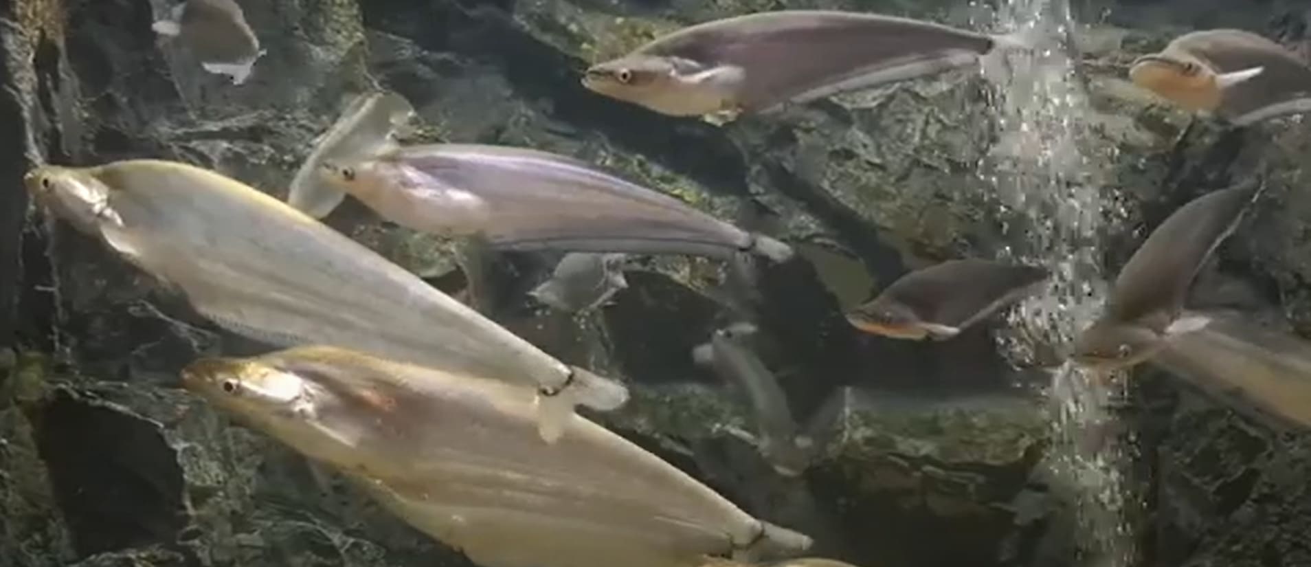 Siluridae