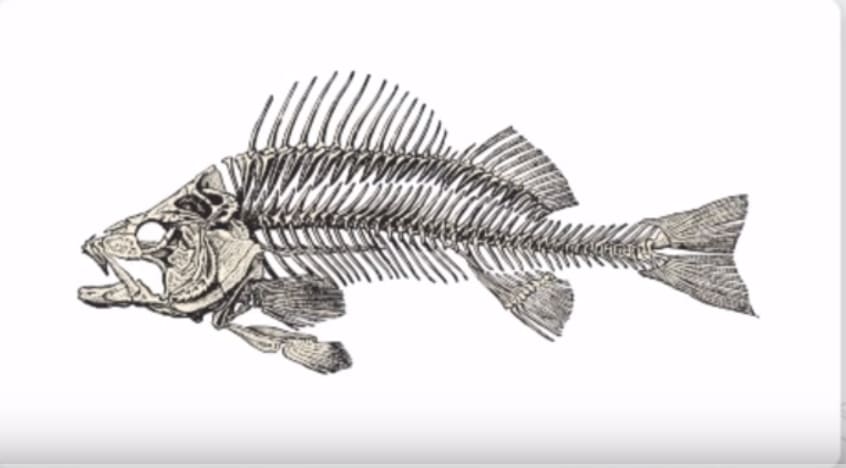 Skeleton