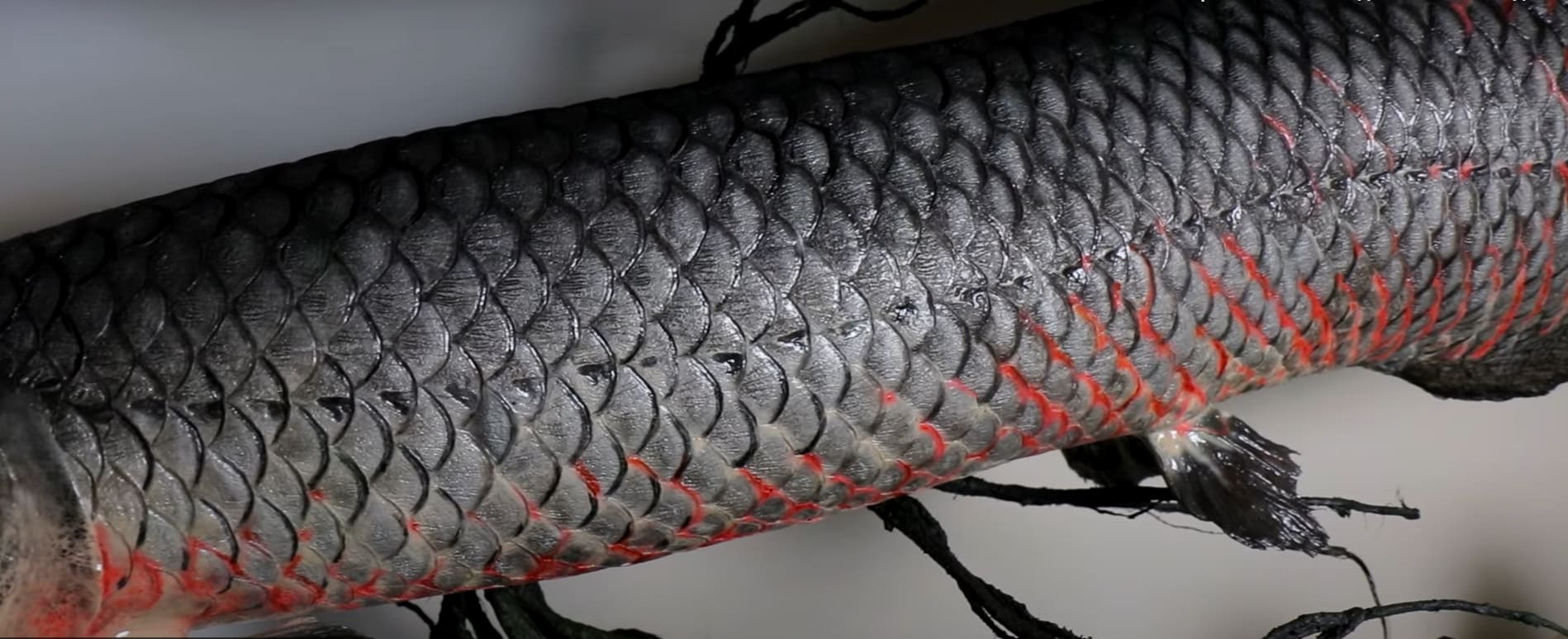 Skin of fish