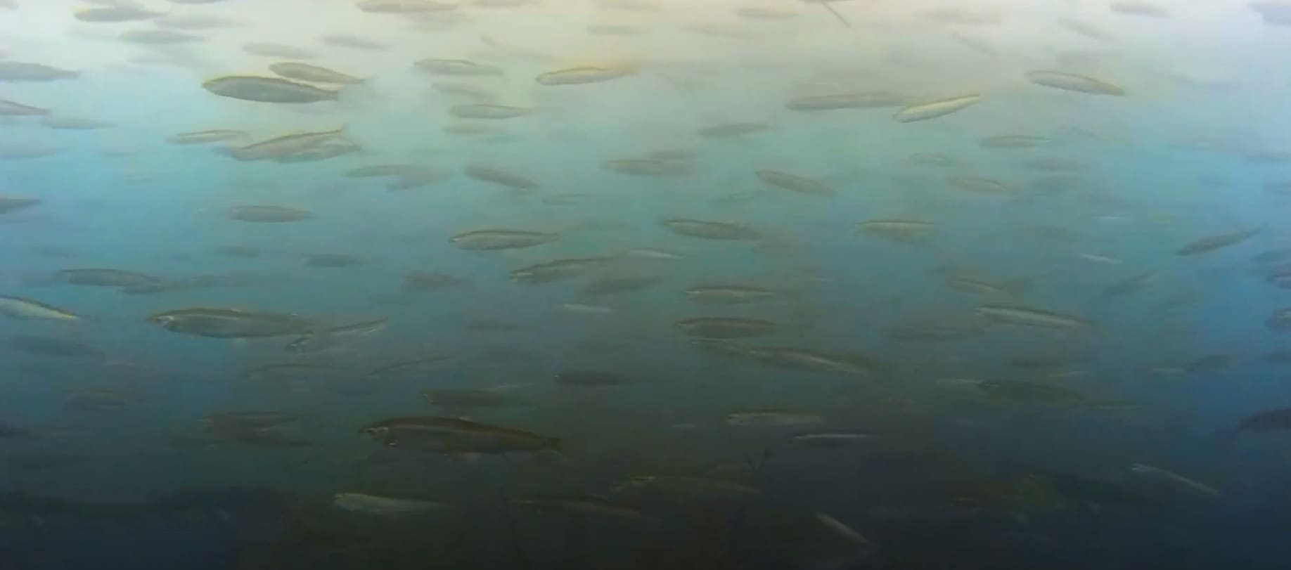 Smelt