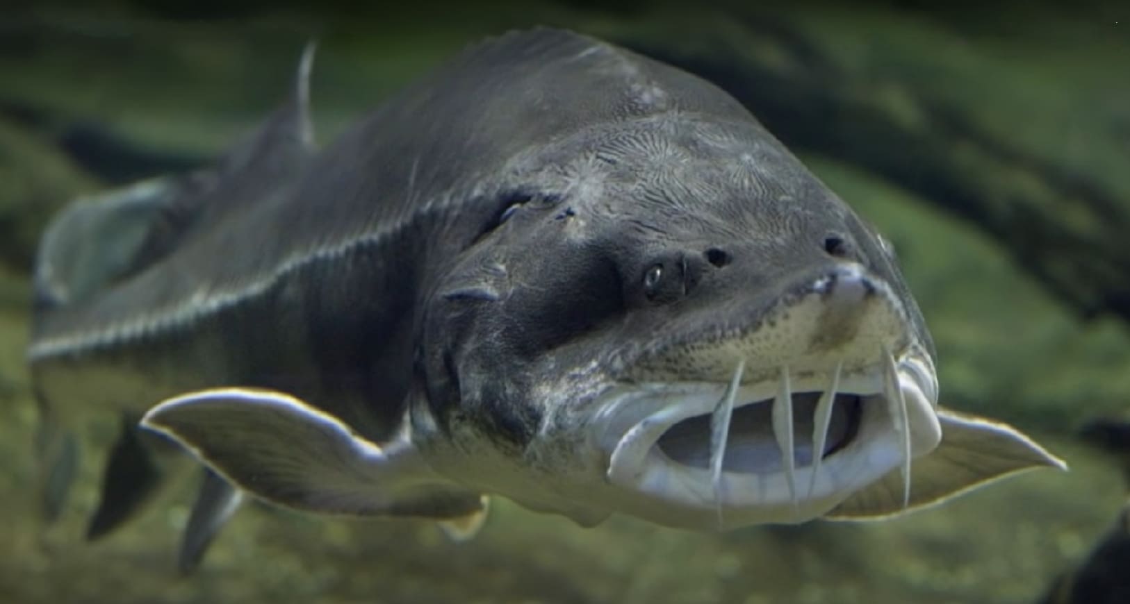 Snout