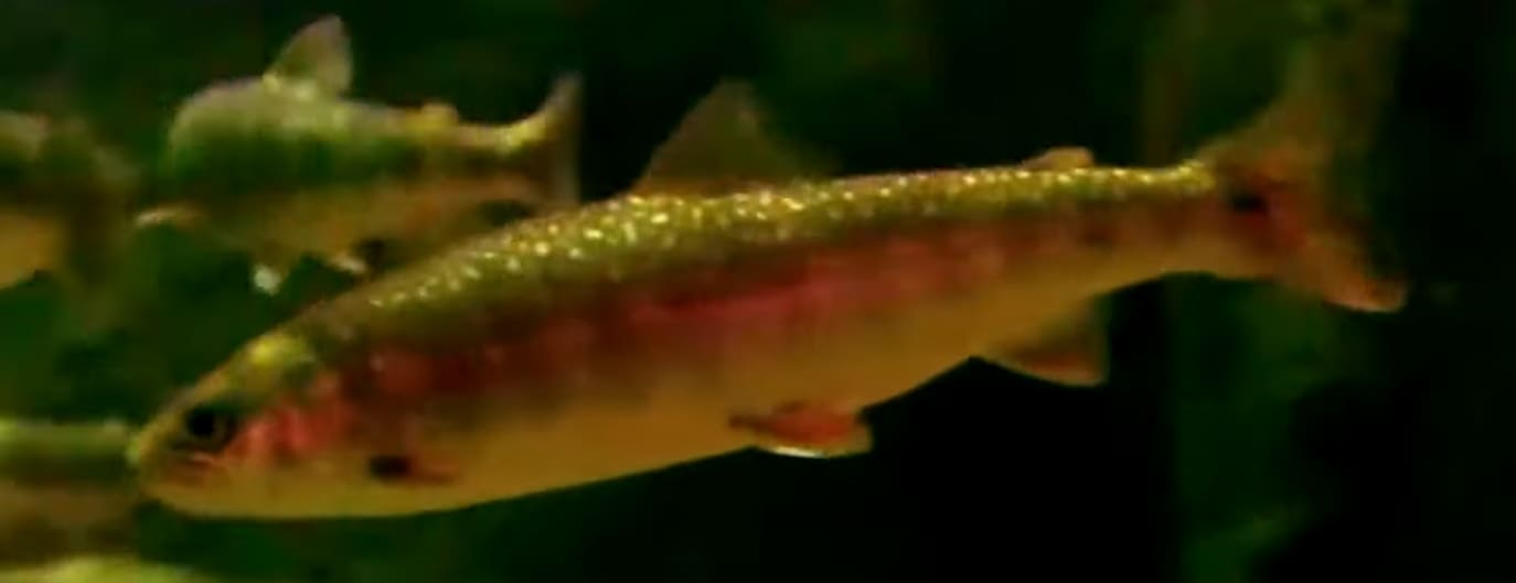 Sockeye salmon