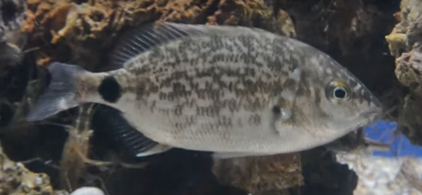 Sparidae