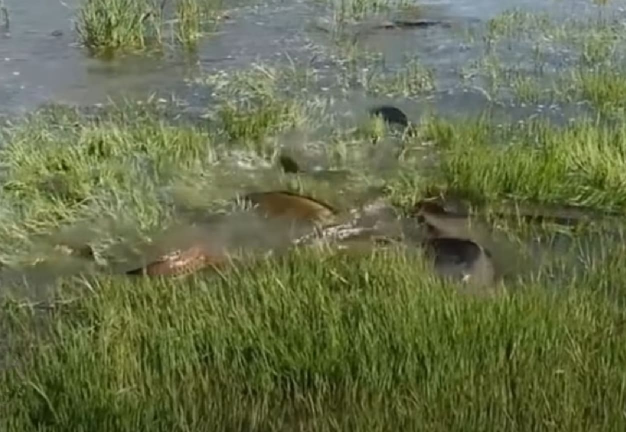 Spawning season