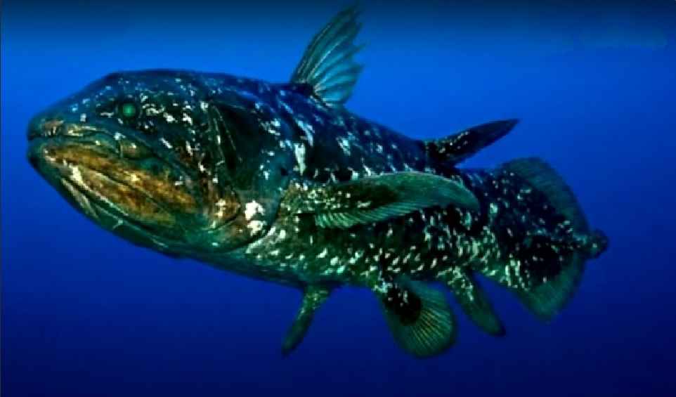 Species (biological)