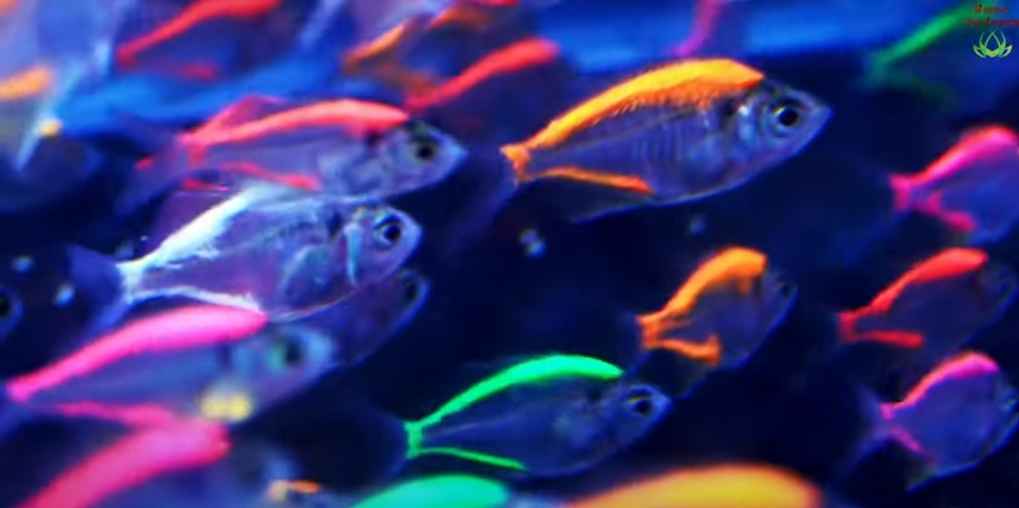 Species composition