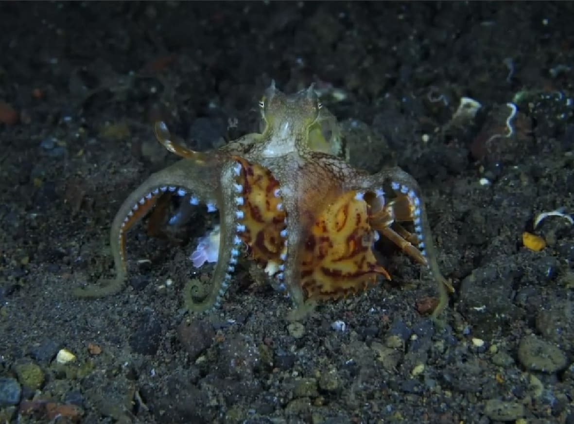 Spermatophores