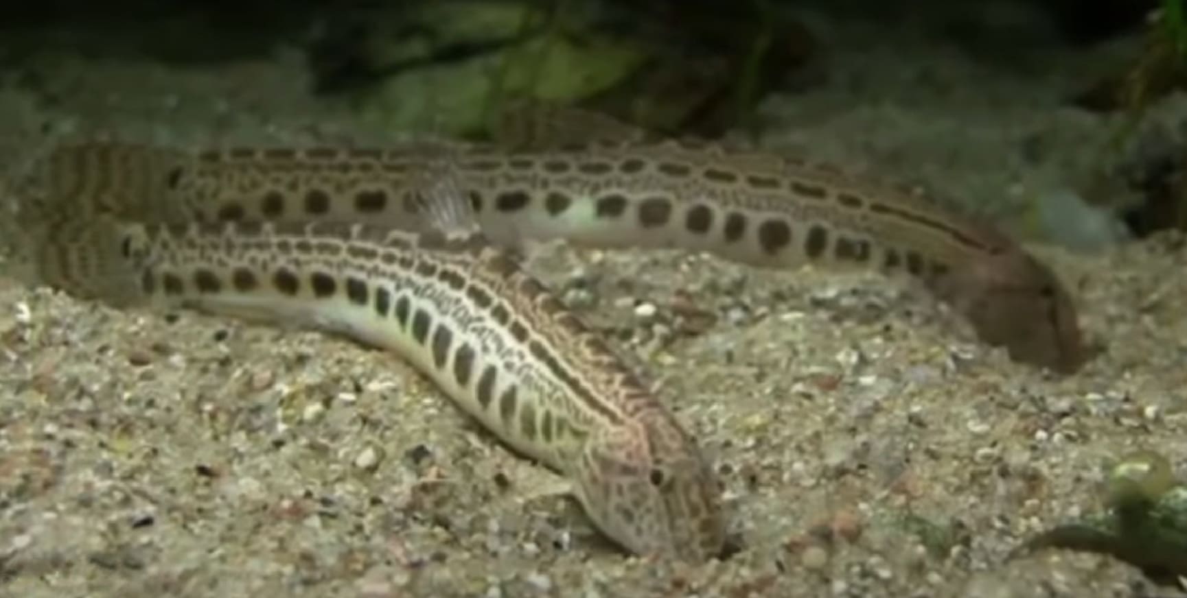 Spined loach