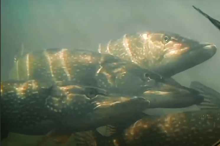 Spring spawning fish