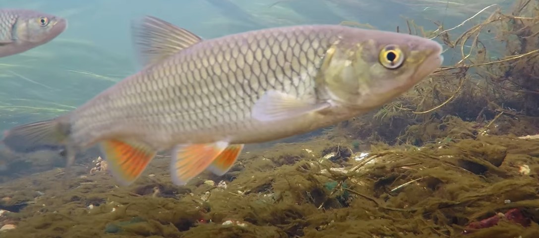 Squalius cephalus