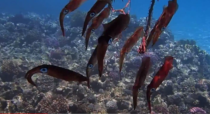 Squid