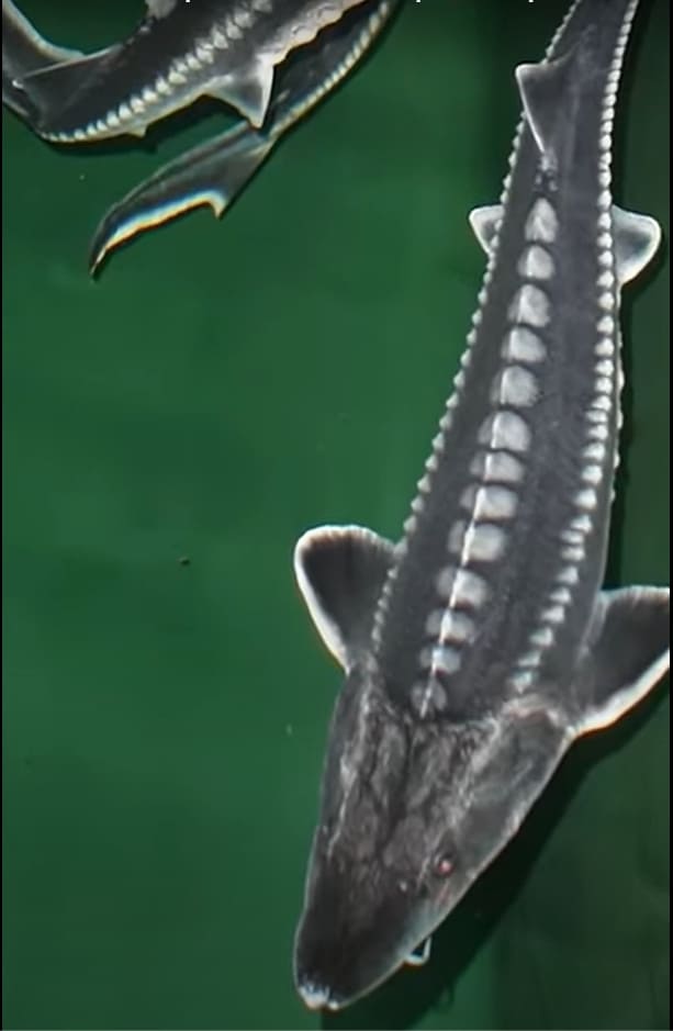 Starry sturgeon