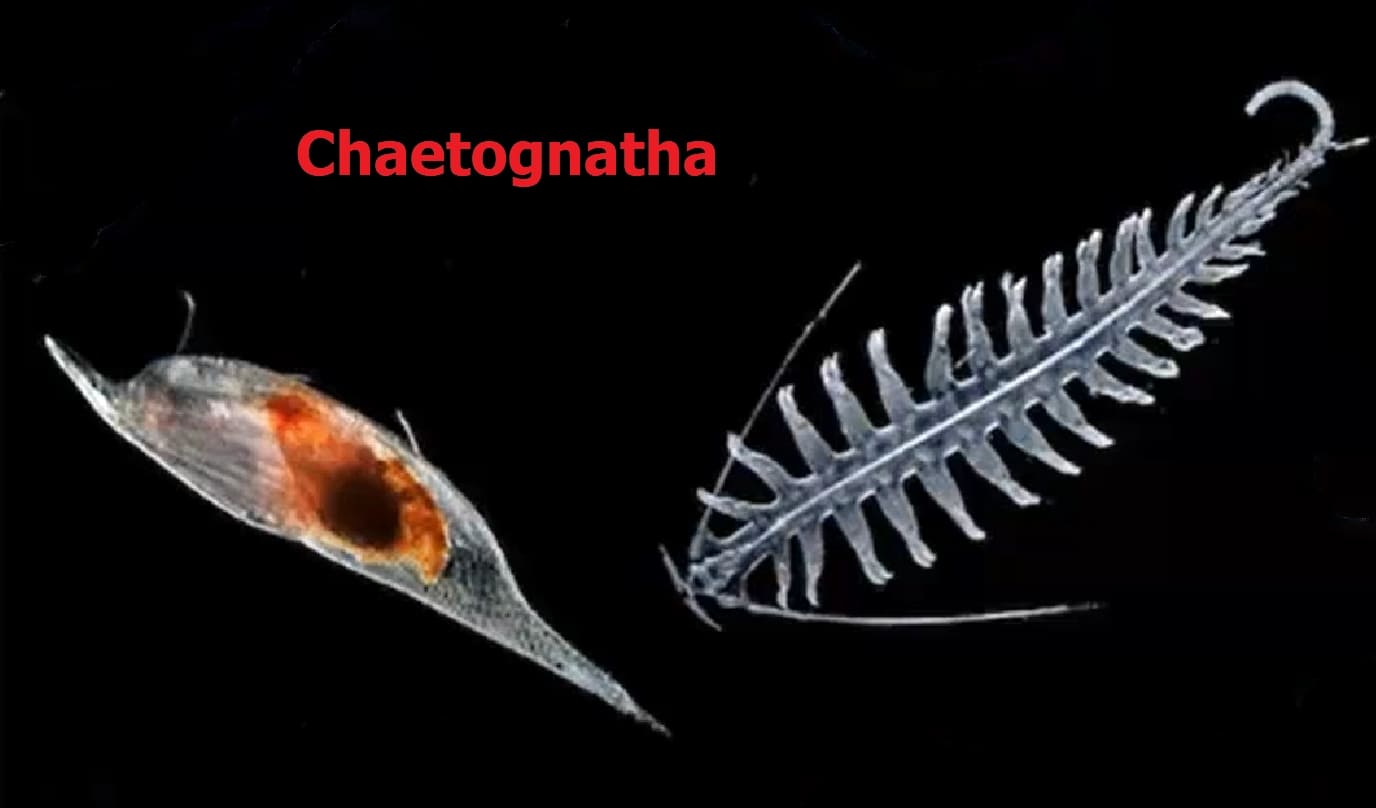 Stenogaline animals