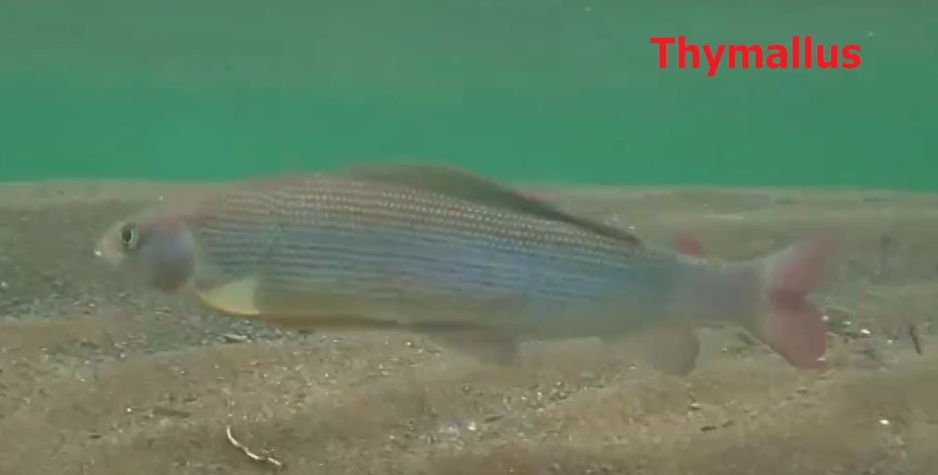 Stenoion fish