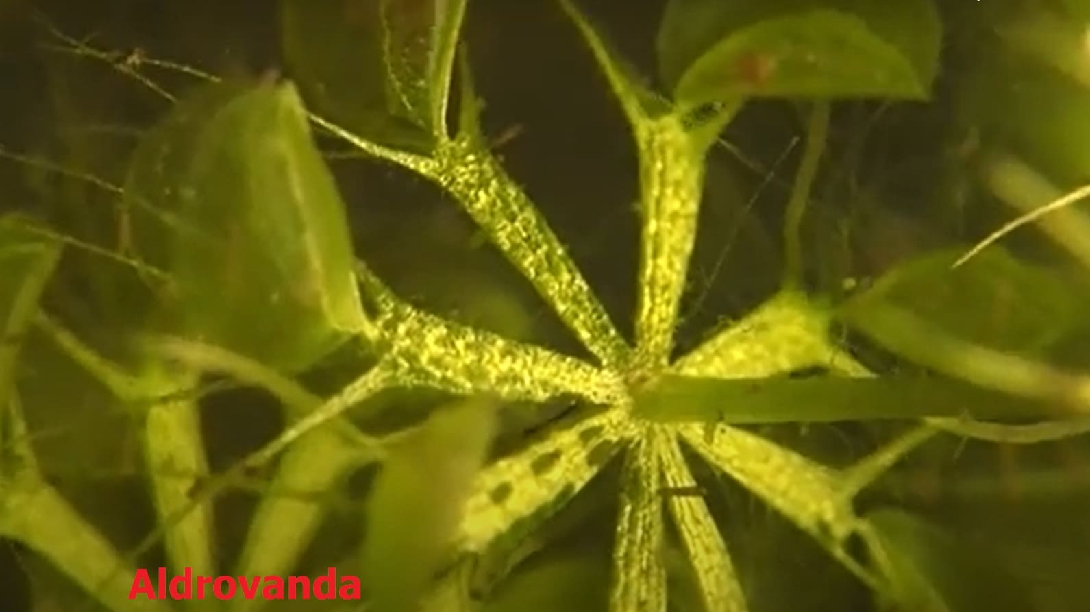 Stenotopic organisms