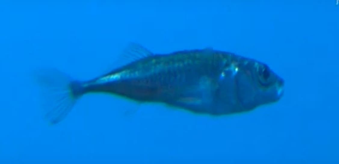 Sticklebacks