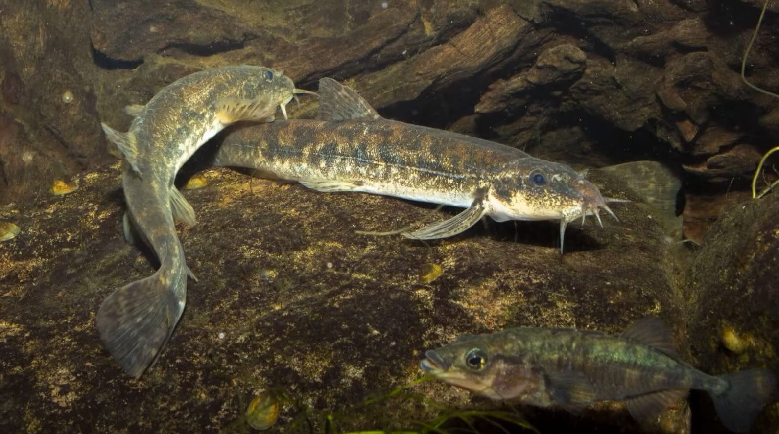 Stone loach
