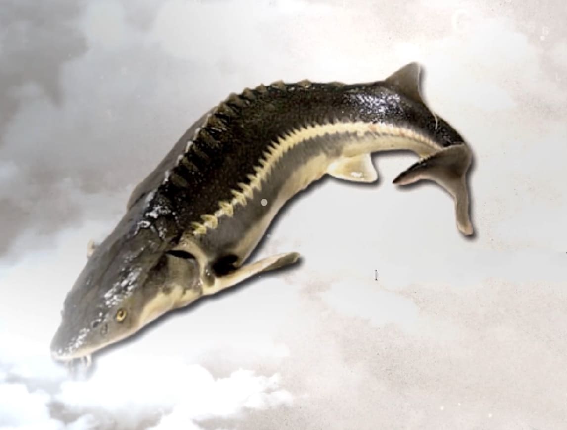 Sturgeons