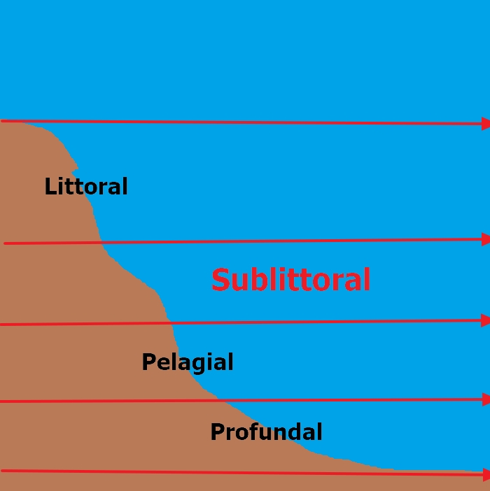 Sublittoral