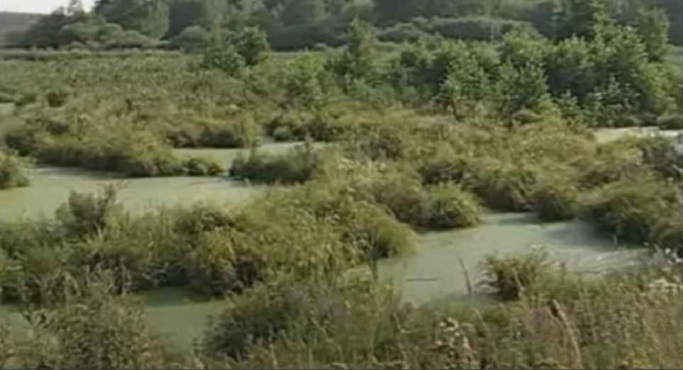 Swamp