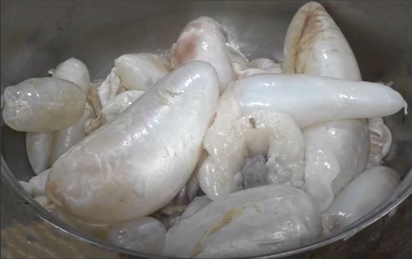 Swim bladder