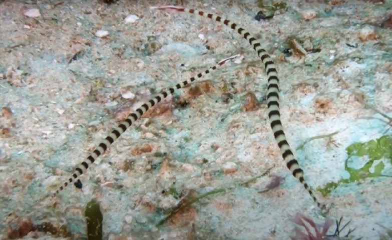 Syngnathidae