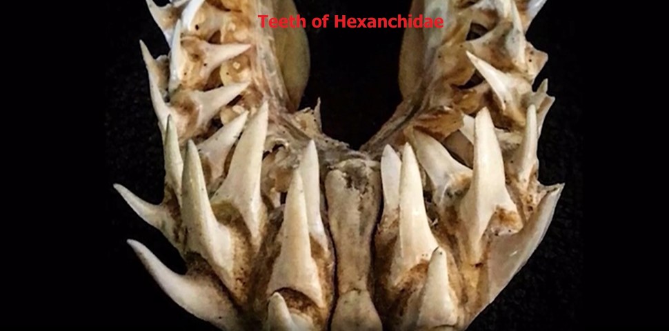 Teeth