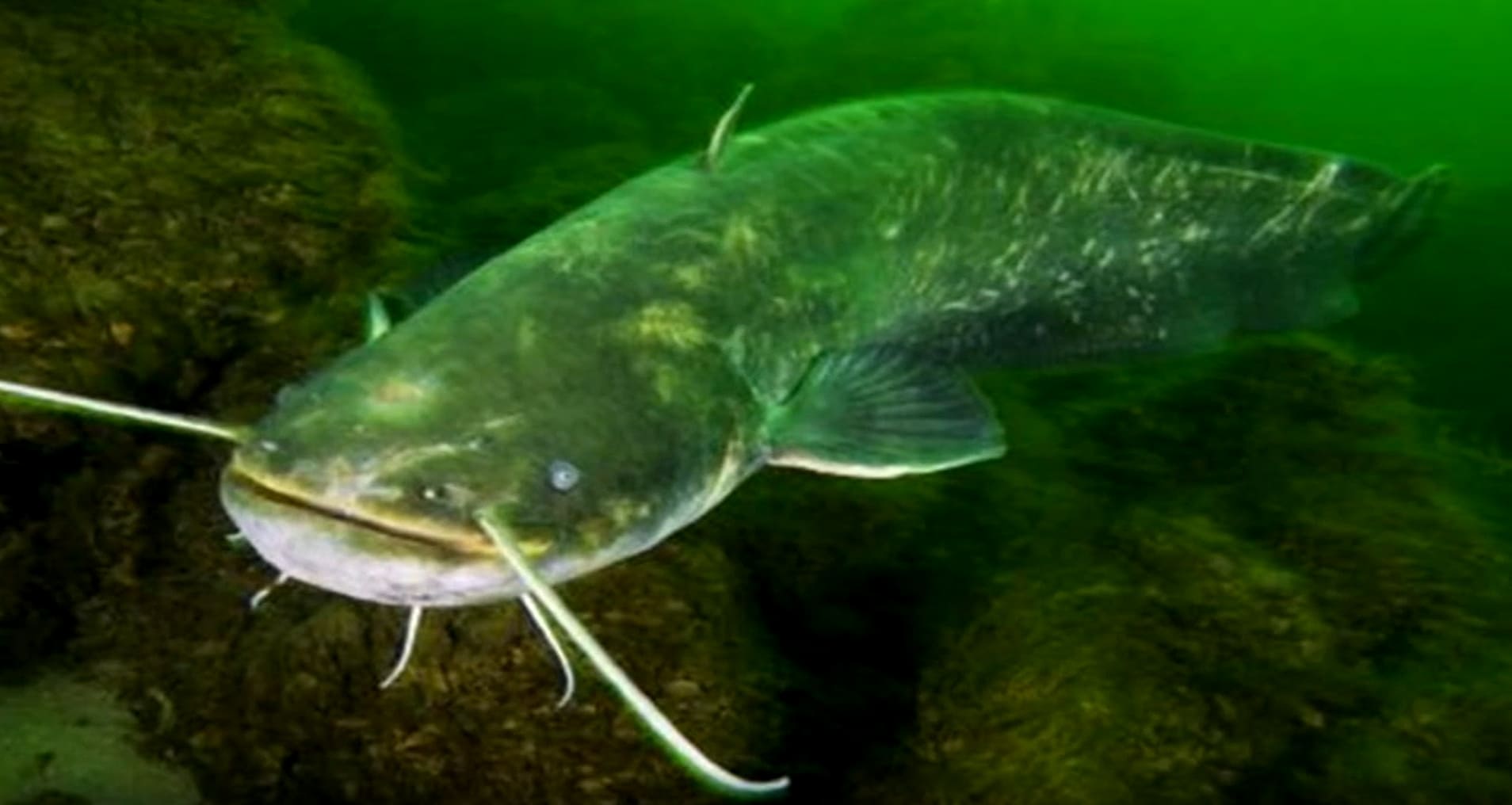 Teleostei