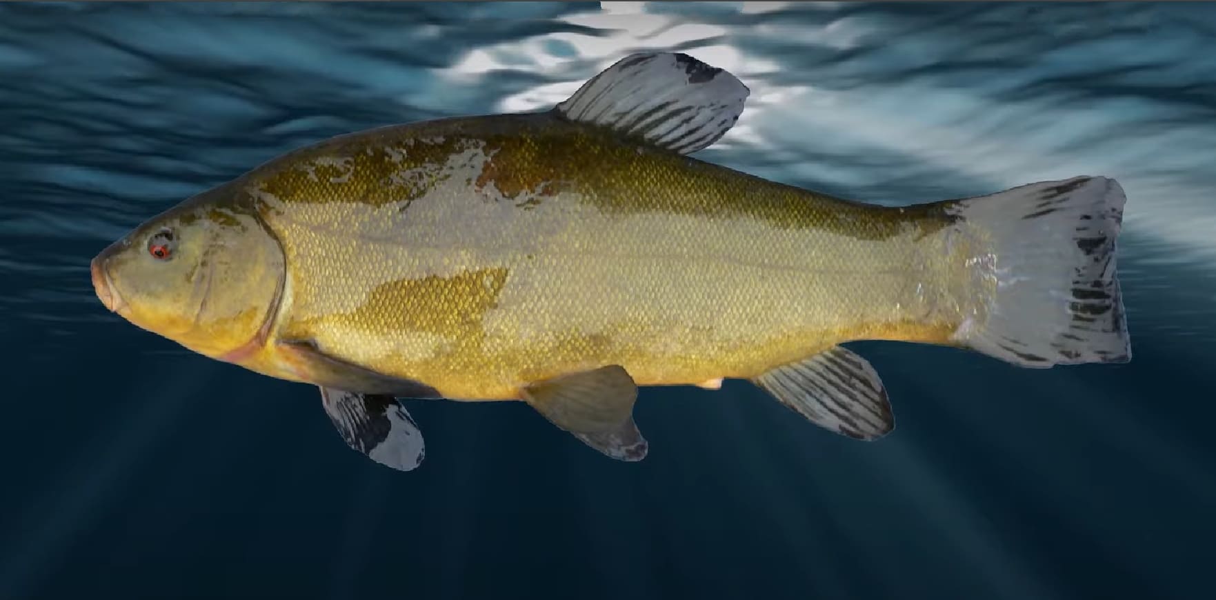 Tench