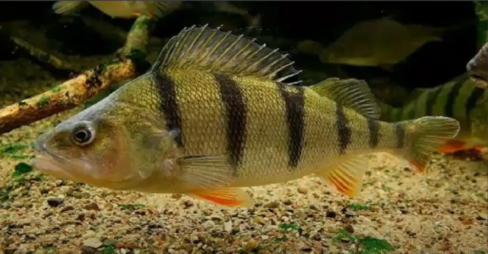 Ctenoid scales