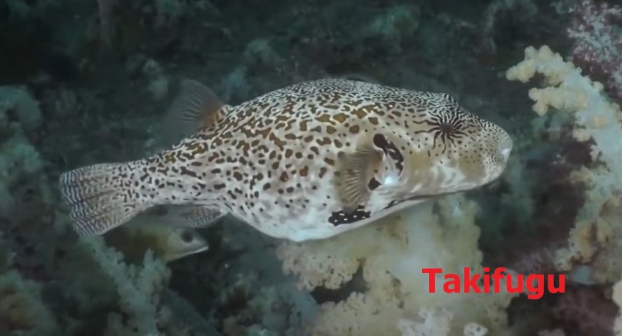 Tetraodontidae