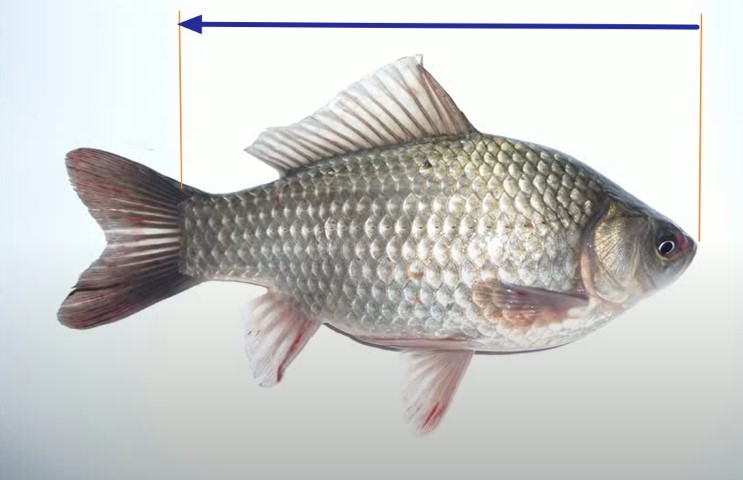 The length of the fish to Smith