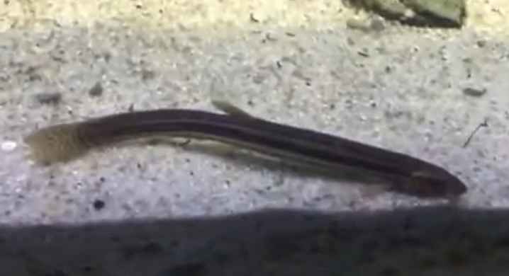 The loach (Misgurnus fossilis)