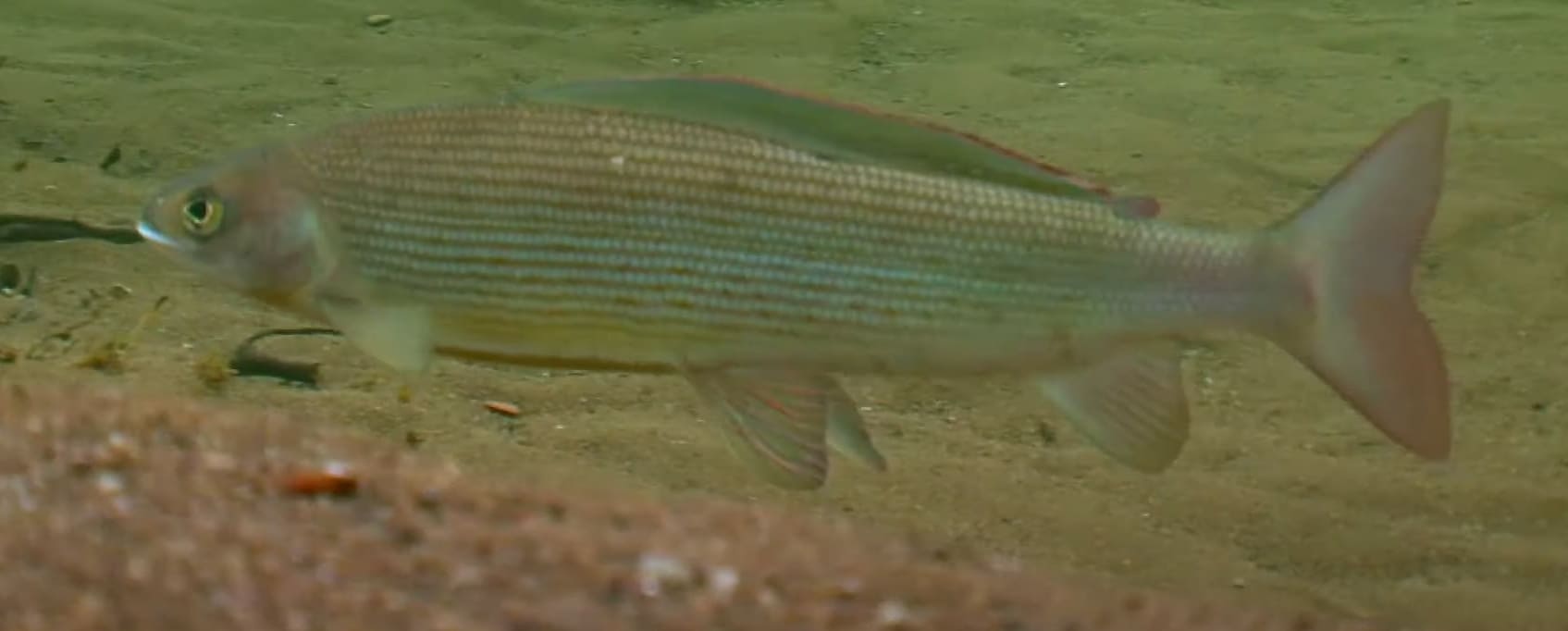 Thymallus