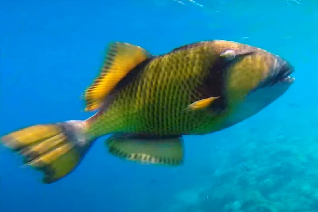 Triggerfishs