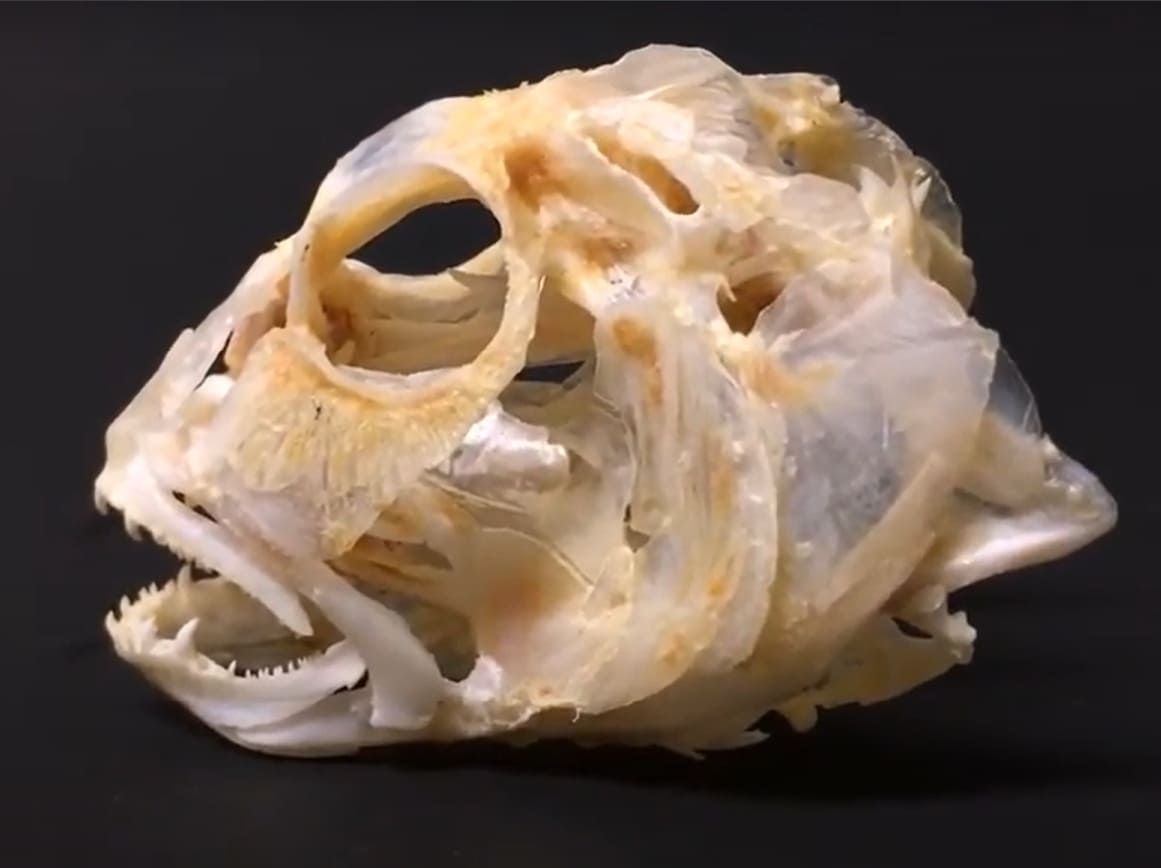 Tropibasal skull